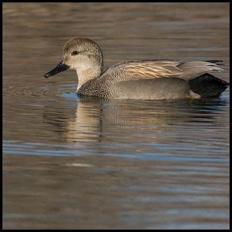 Gadwall