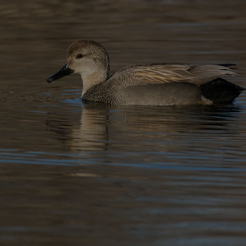 Gadwall