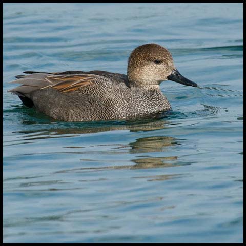 Gadwall