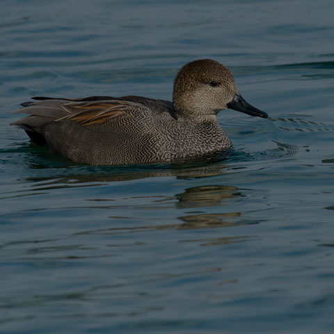 Gadwall