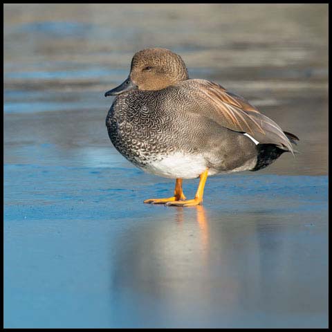 Gadwall