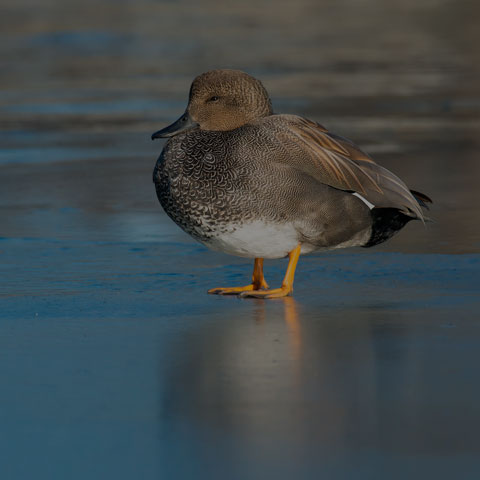 Gadwall