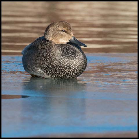 Gadwall