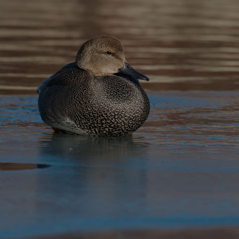 Gadwall