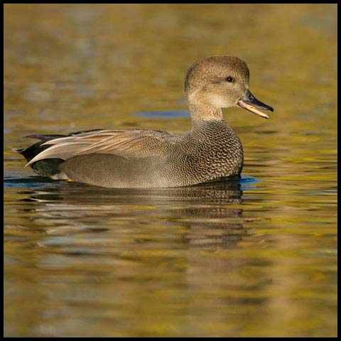 Gadwall