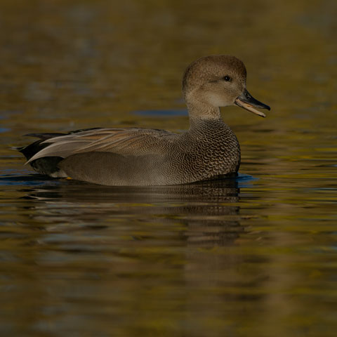 Gadwall