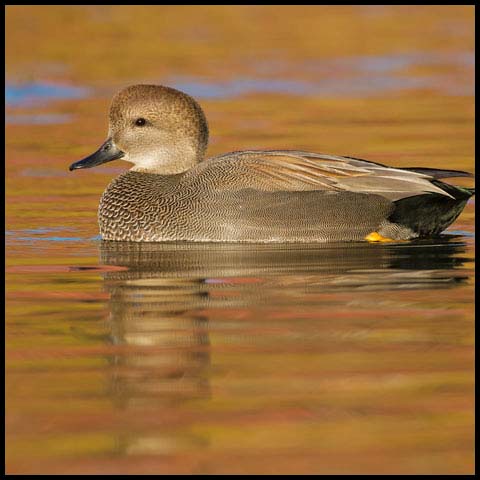 Gadwall