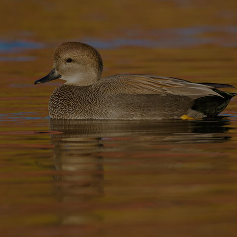 Gadwall