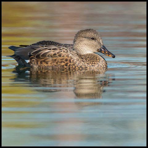 Gadwall