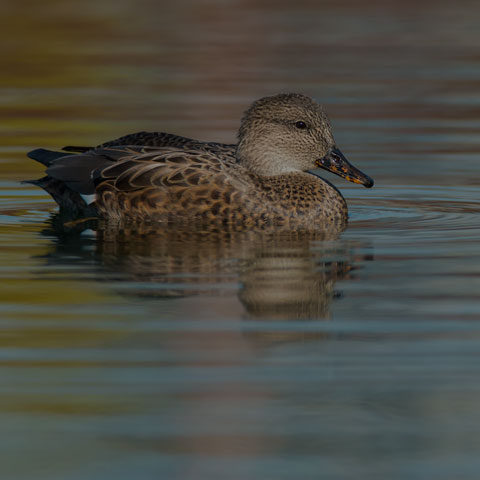 Gadwall