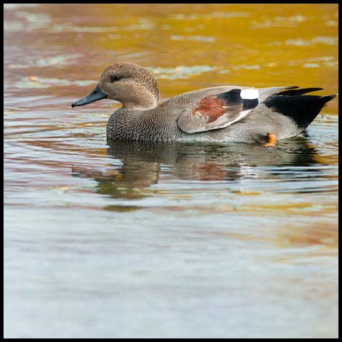 Gadwall