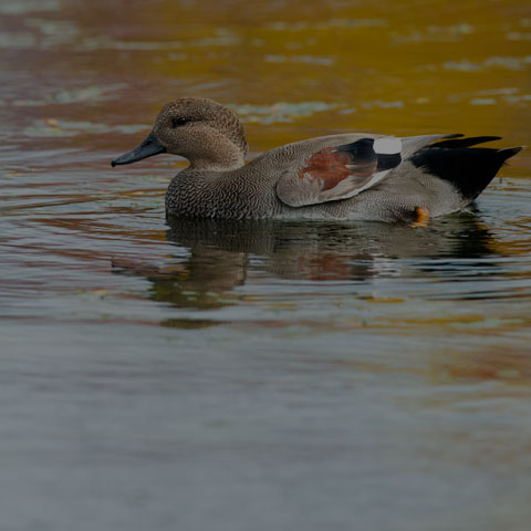 Gadwall