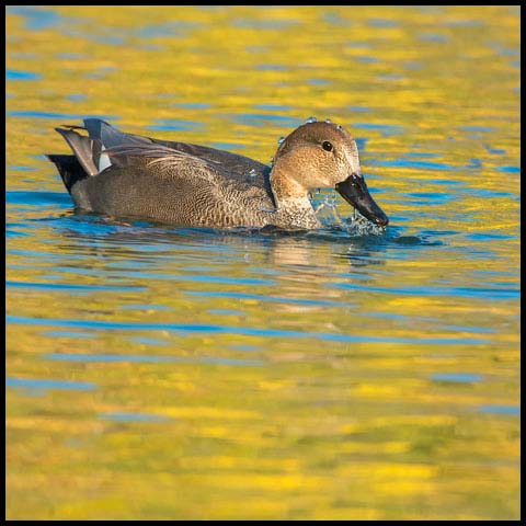 Gadwall