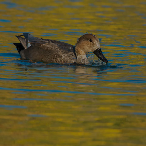 Gadwall