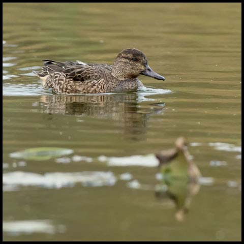 Green-winged Teal