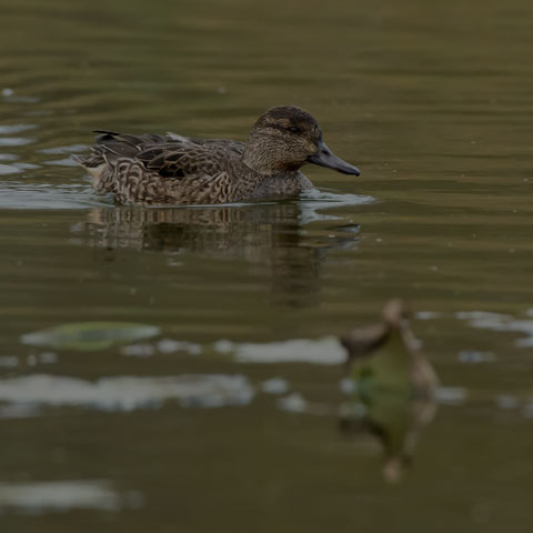 Green-winged Teal
