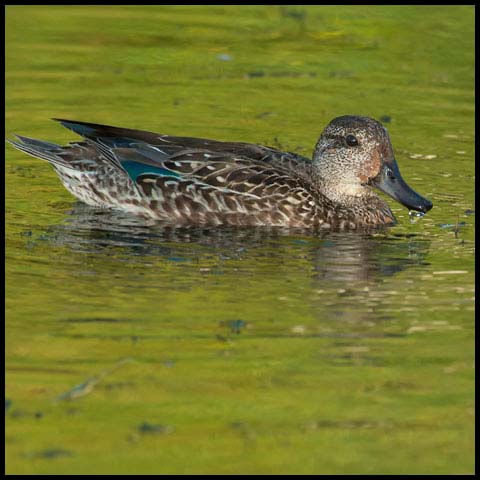 Green-winged Teal