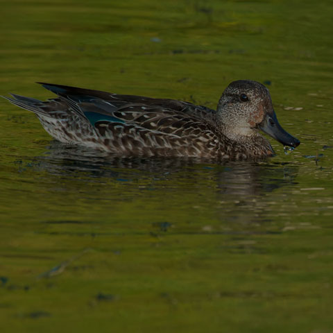 Green-winged Teal