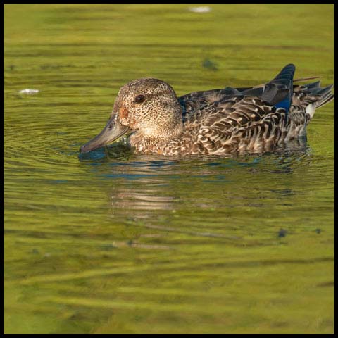 Green-winged Teal