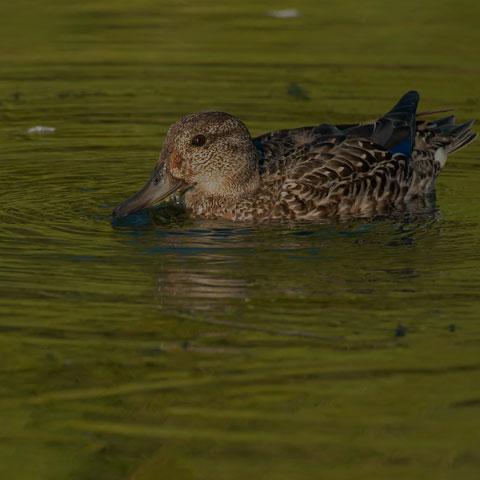 Green-winged Teal