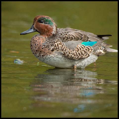 Green-winged Teal