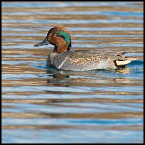 Green-winged Teal