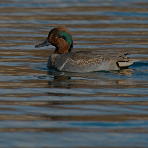 Green-winged Teal