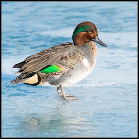 Green-winged Teal