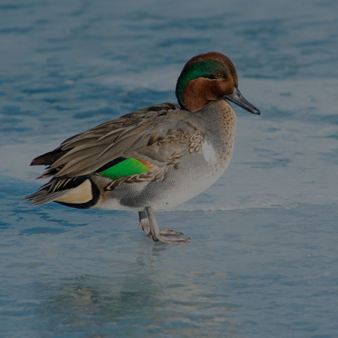 Green-winged Teal
