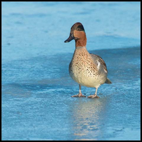 Green-winged Teal