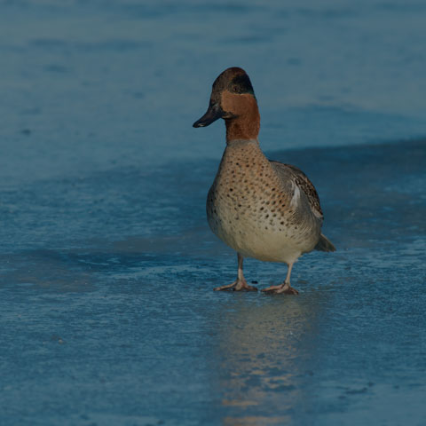 Green-winged Teal