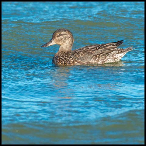 Green-winged Teal