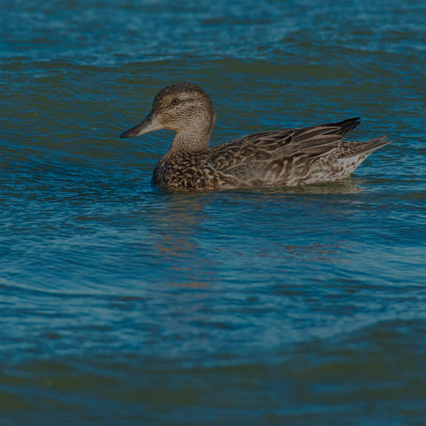 Green-winged Teal