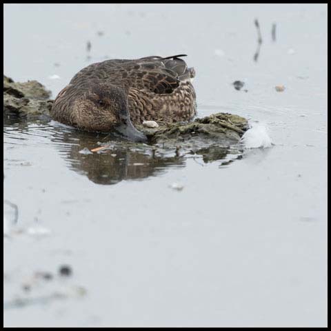 Green-winged Teal