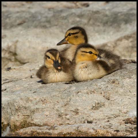 Mallard