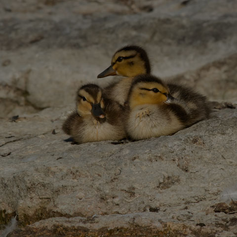 Mallard