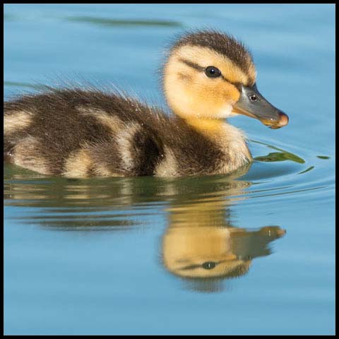 Mallard