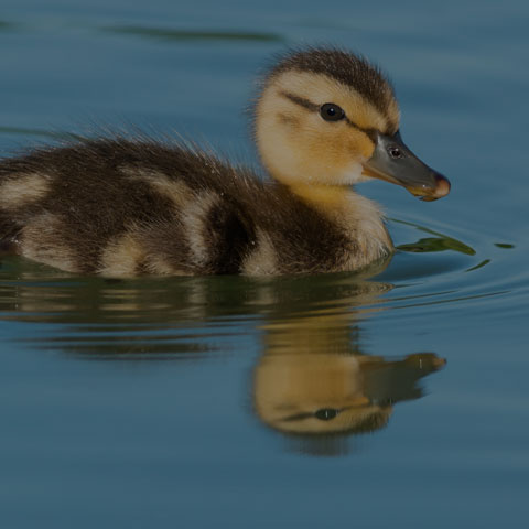 Mallard