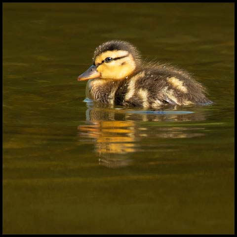 Mallard