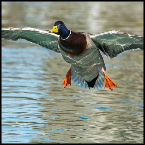 Mallard