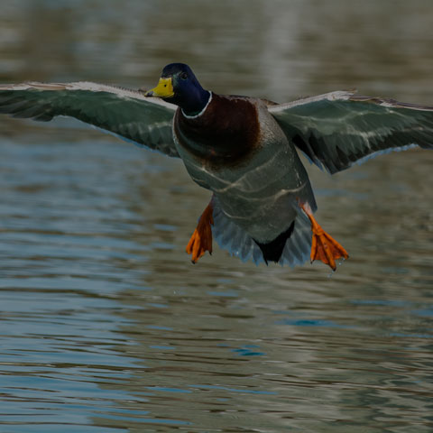 Mallard