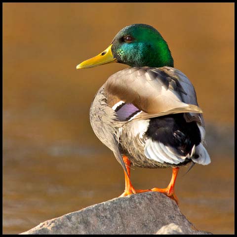 Mallard