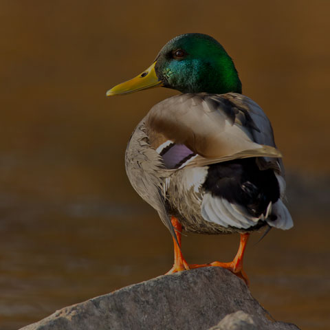 Mallard