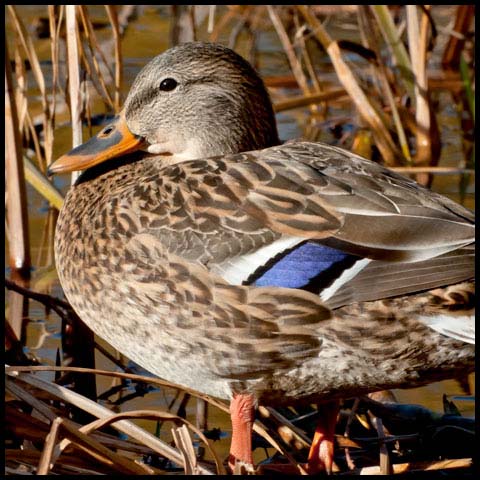 Mallard