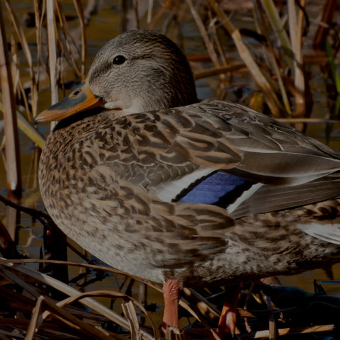 Mallard