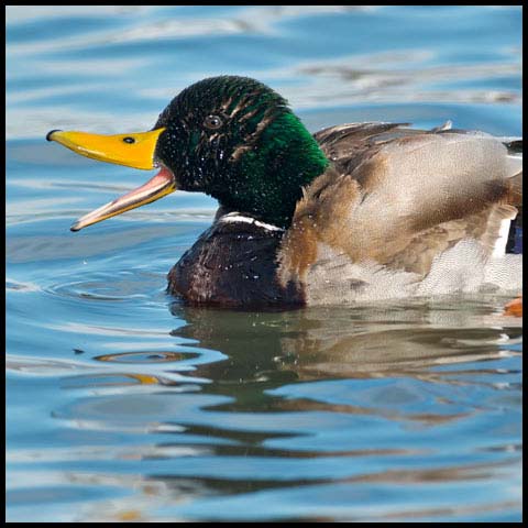 Mallard