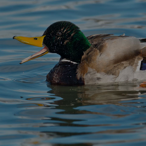 Mallard