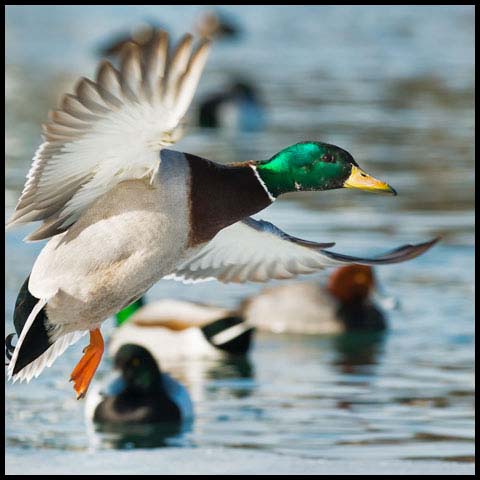 Mallard