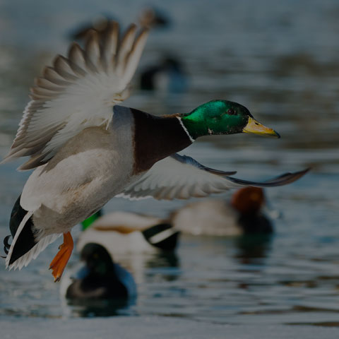 Mallard