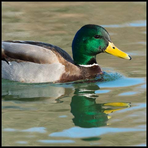 Mallard